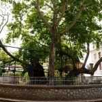 Hippocrates Plane Tree a