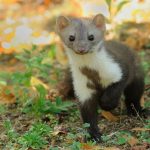 Beech Marten 1