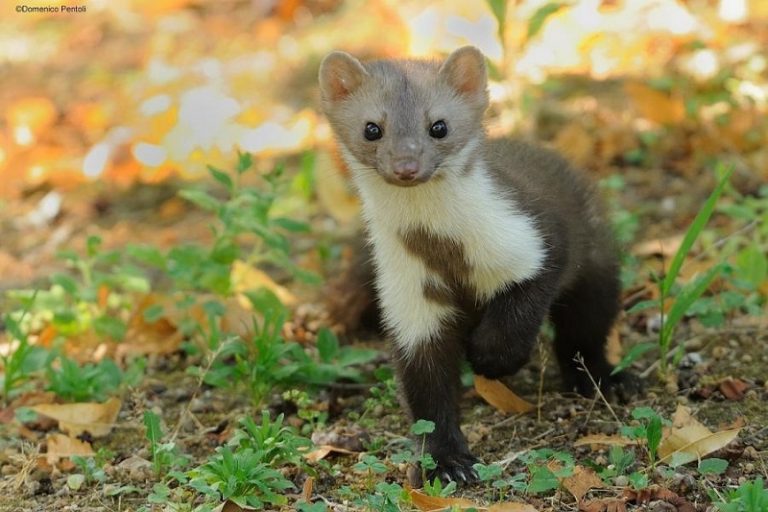 10 Most Beautiful Animal Species Found in Greece