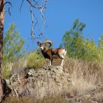 Cypriot Mouflon 1