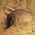 cretan spiny mouse 1